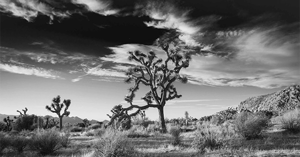 Via-JoshuaTrees-on